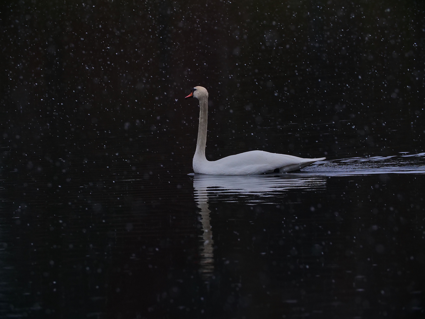 Der Schwan - Wohin nur bei diesem Wetter? 