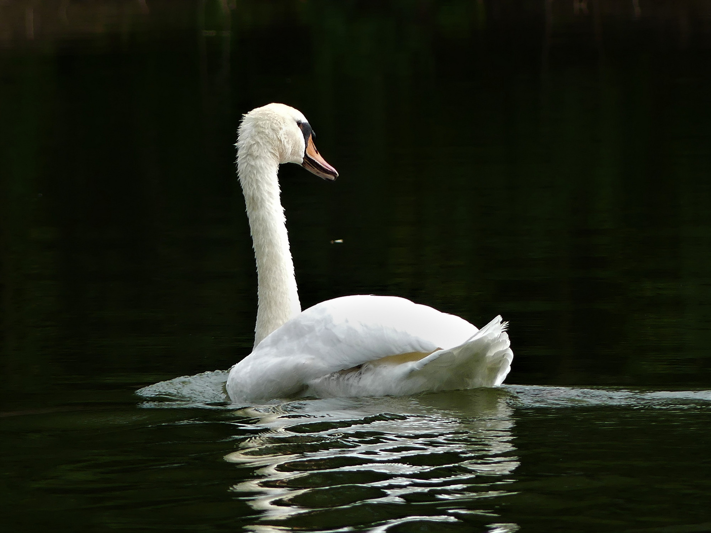 Der Schwan zerfließt