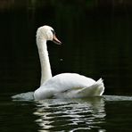 Der Schwan zerfließt