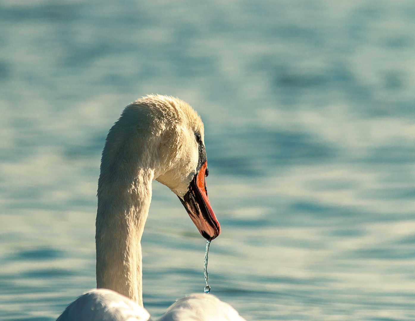 Der Schwan zieht ab