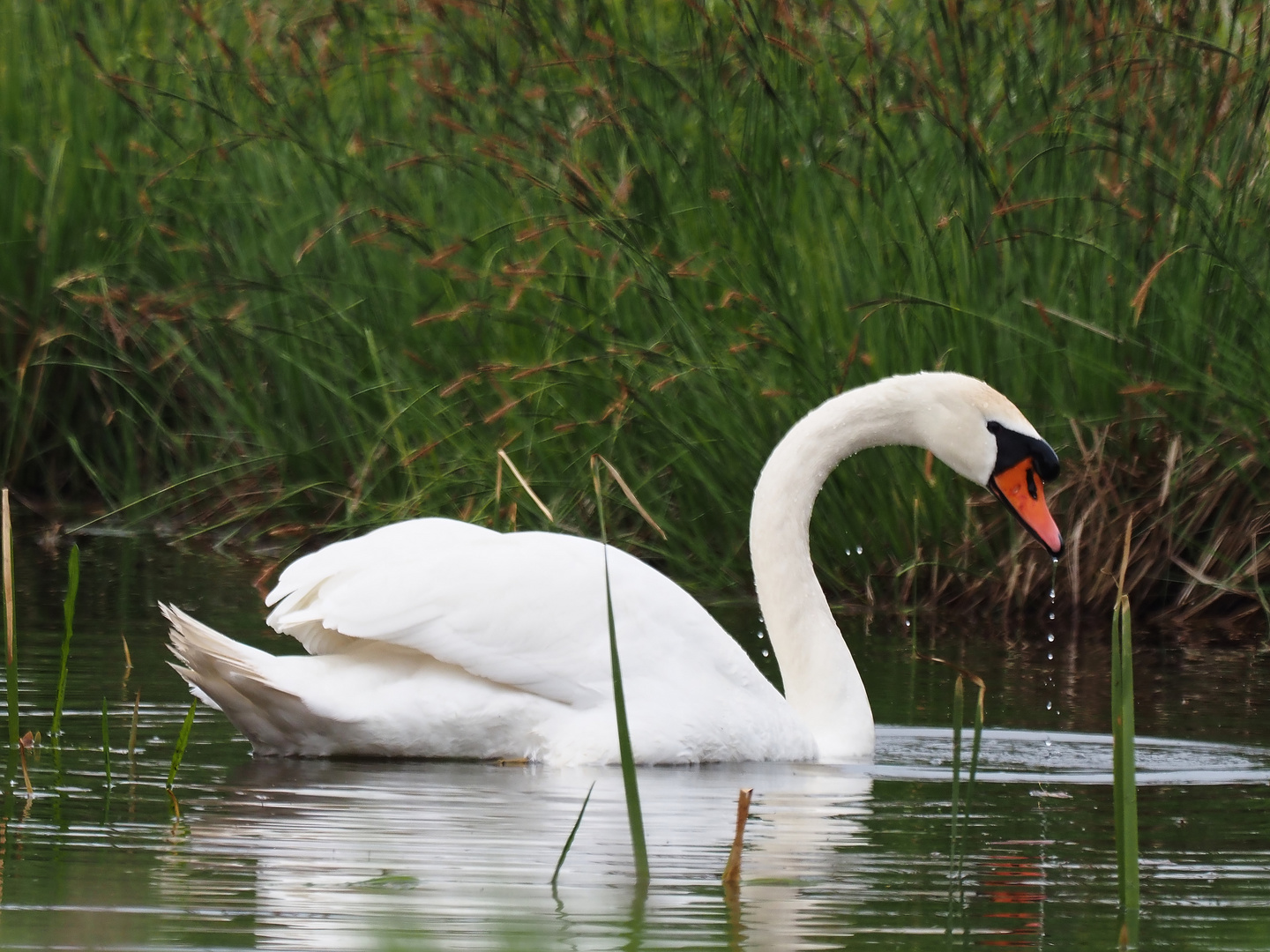 Der Schwan zieht geduldig seine Runde 