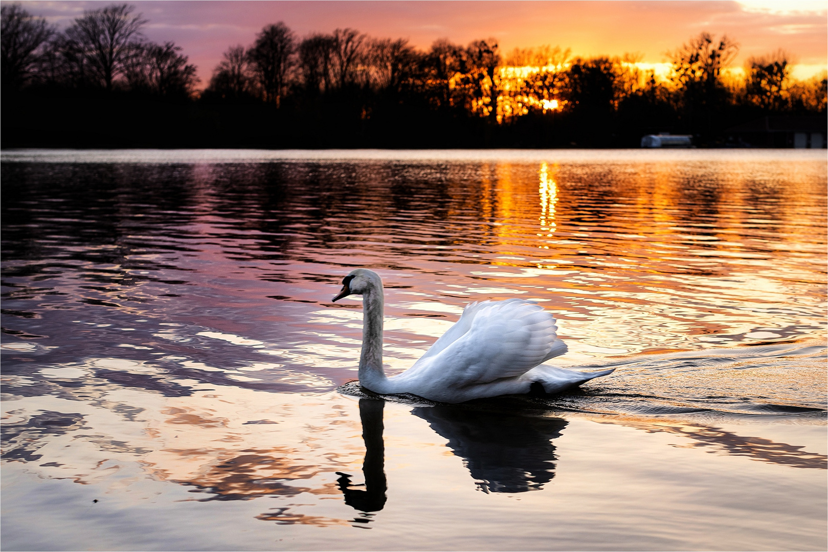 Der Schwan zieht seine Bahn