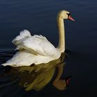 Der Schwan zum Mittwoch ...,