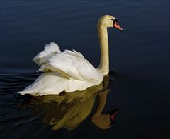 Der Schwan zum Mittwoch ...,