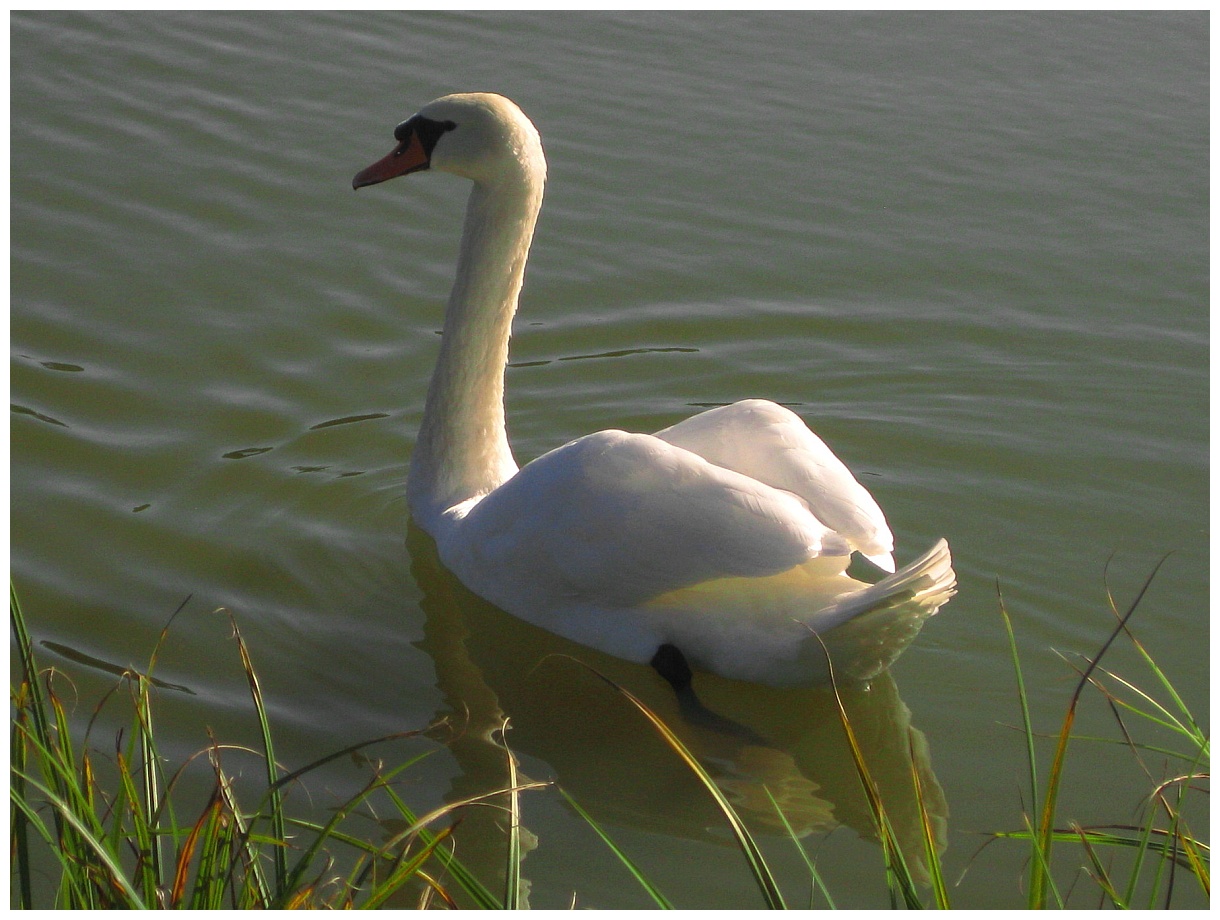 Der Schwan zum Wochenende