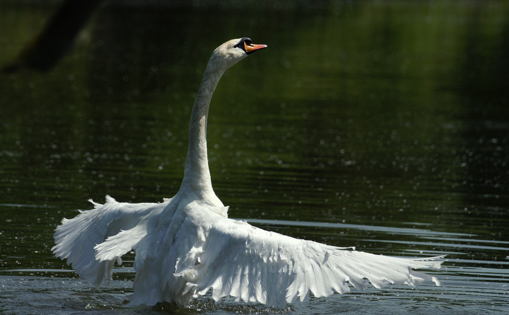 Der SchwanenChef vom Teich Foto & Bild tiere, wildlife, wild lebende