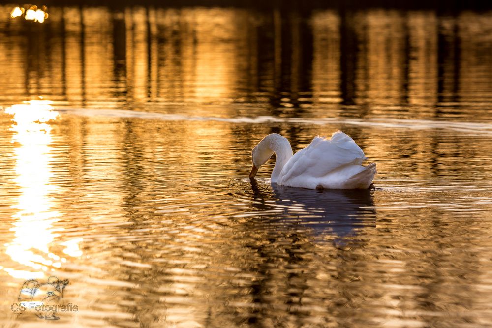 Der Schwanen-König in seinem goldenen Teich