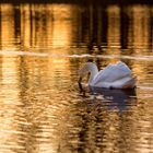 Der Schwanen-König in seinem goldenen Teich