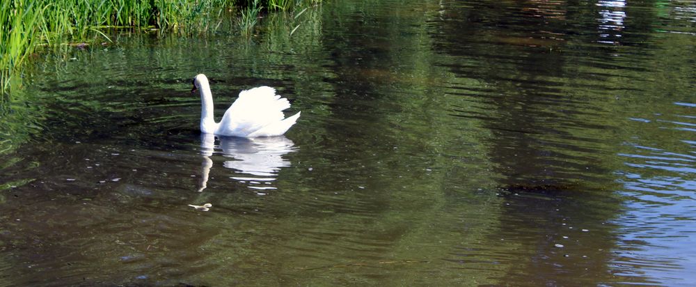 der Schwanenkönig