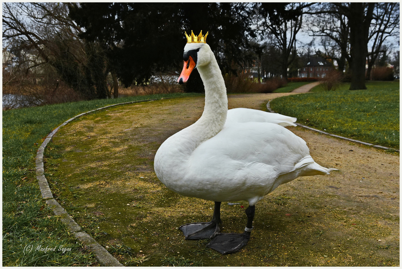 Der Schwanenkönig vom Stralsunder Knieperteich... 