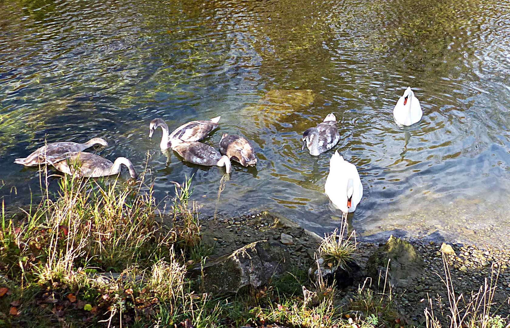 Der Schwanennachwuchs