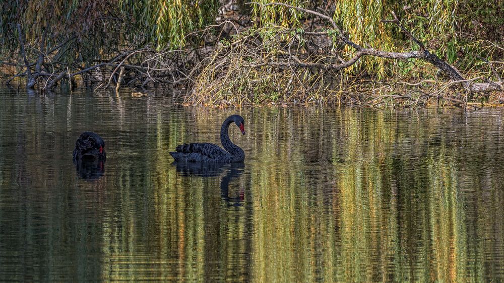 der Schwanensee