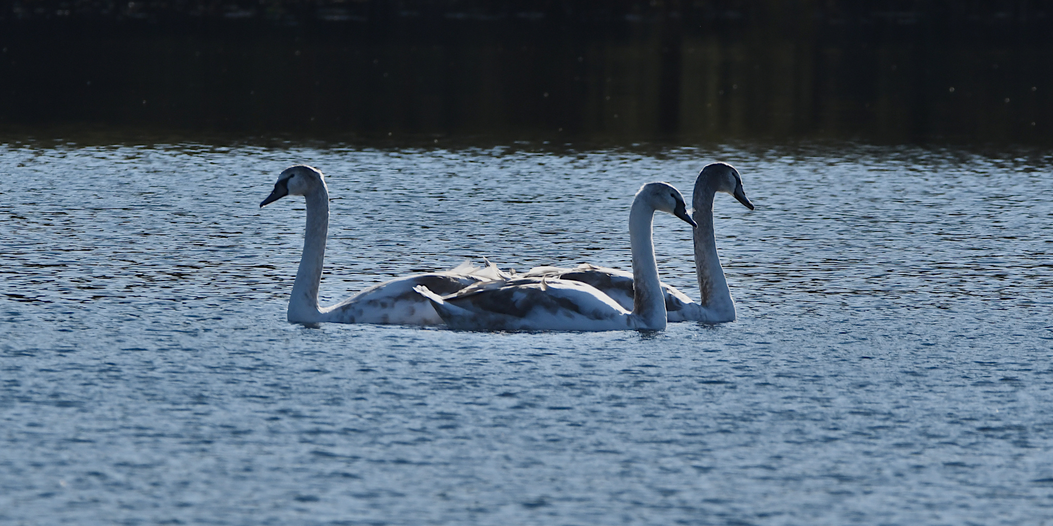 Der Schwanensee...