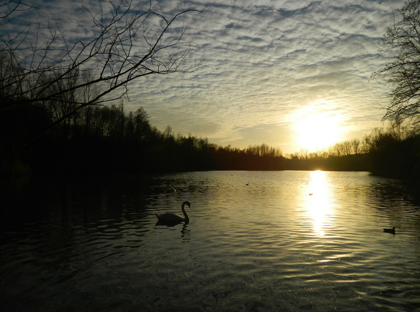 Der Schwanensee