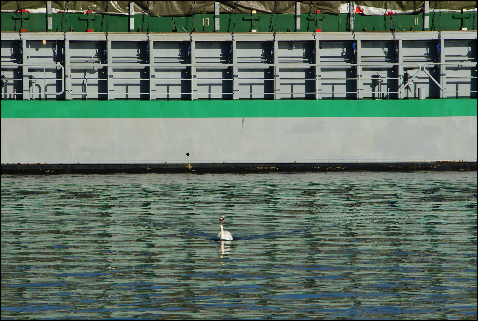 der Schwan...mittenmang