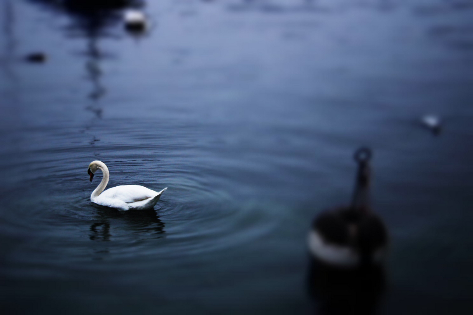 Der Schwann im Vierwaldstättersee