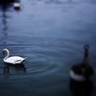 Der Schwann im Vierwaldstättersee