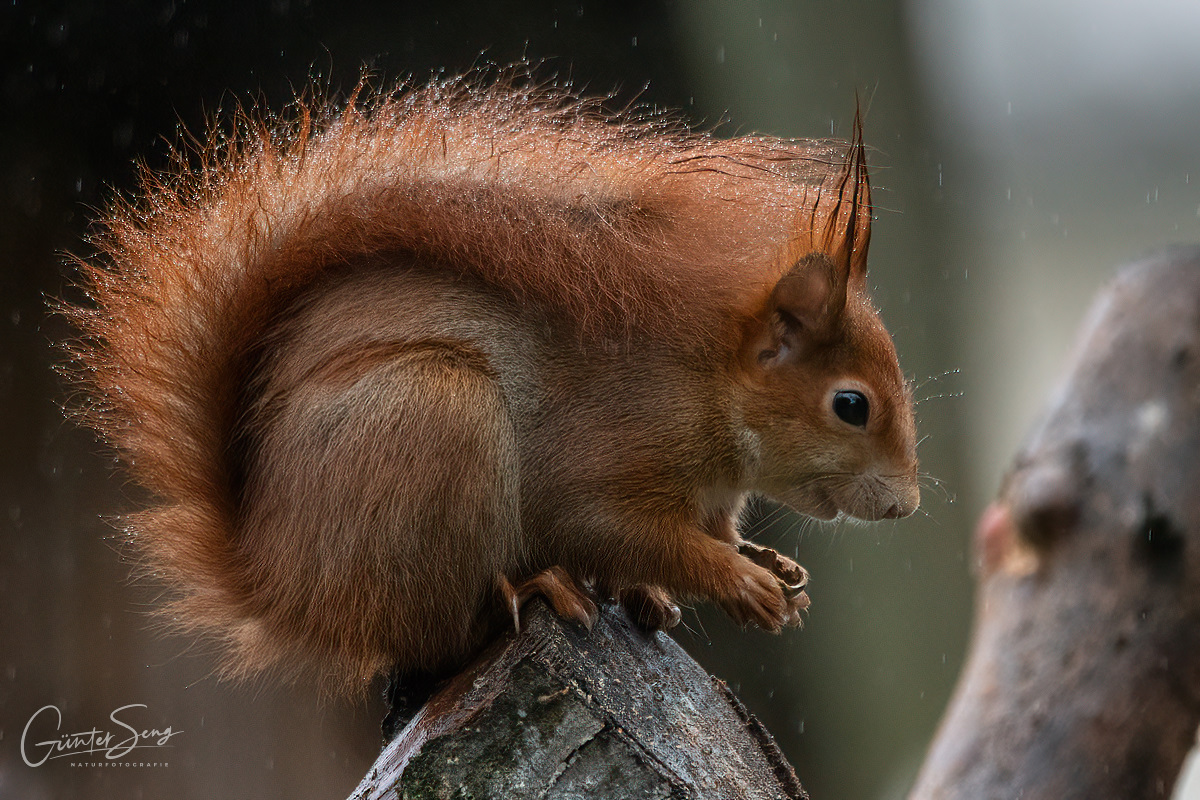 Der Schwanz ist auch ein guter Regenschirm