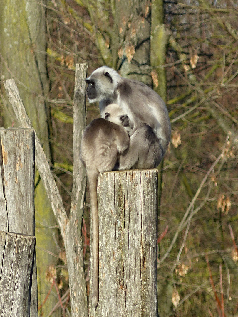 der Schwanz musste unbedingt mit ins Bild