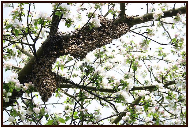 Der Schwarm am Apfelbaum