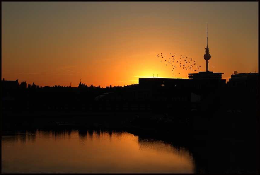 Der Schwarm begrüsst den Morgen