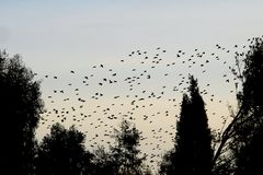 Der Schwarm der Stare kehrt zurück / Torna lo stormo di storni (2)