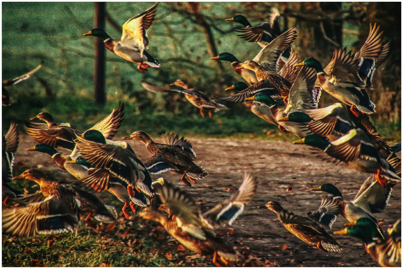 Der Schwarm Foto & Bild | art, spezial, winter Bilder auf fotocommunity