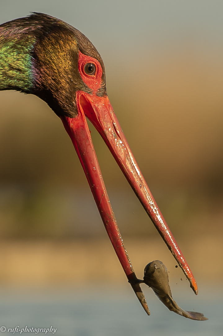 Der Schwartzstorch fängt den Fisch