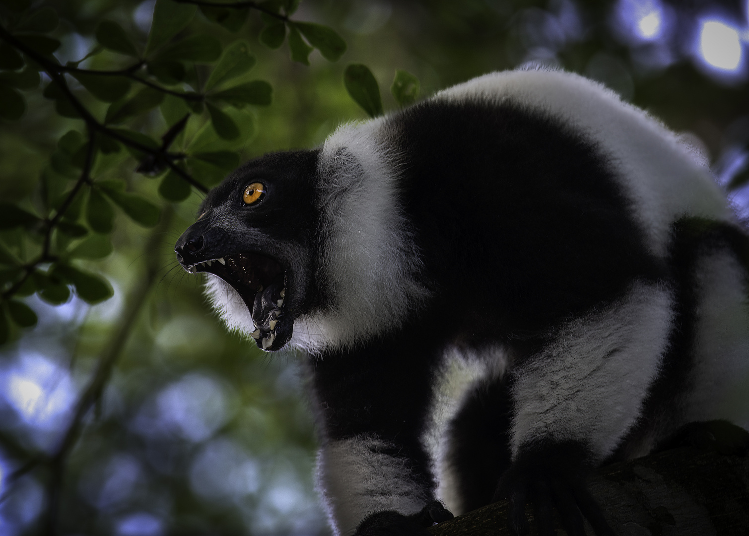 DER SCHWARZ-WEIßE KRAGENLEMUR