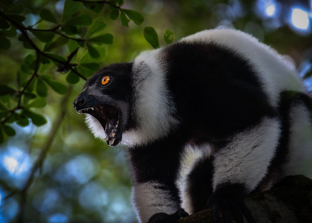 DER SCHWARZ-WEIßE KRAGENLEMUR