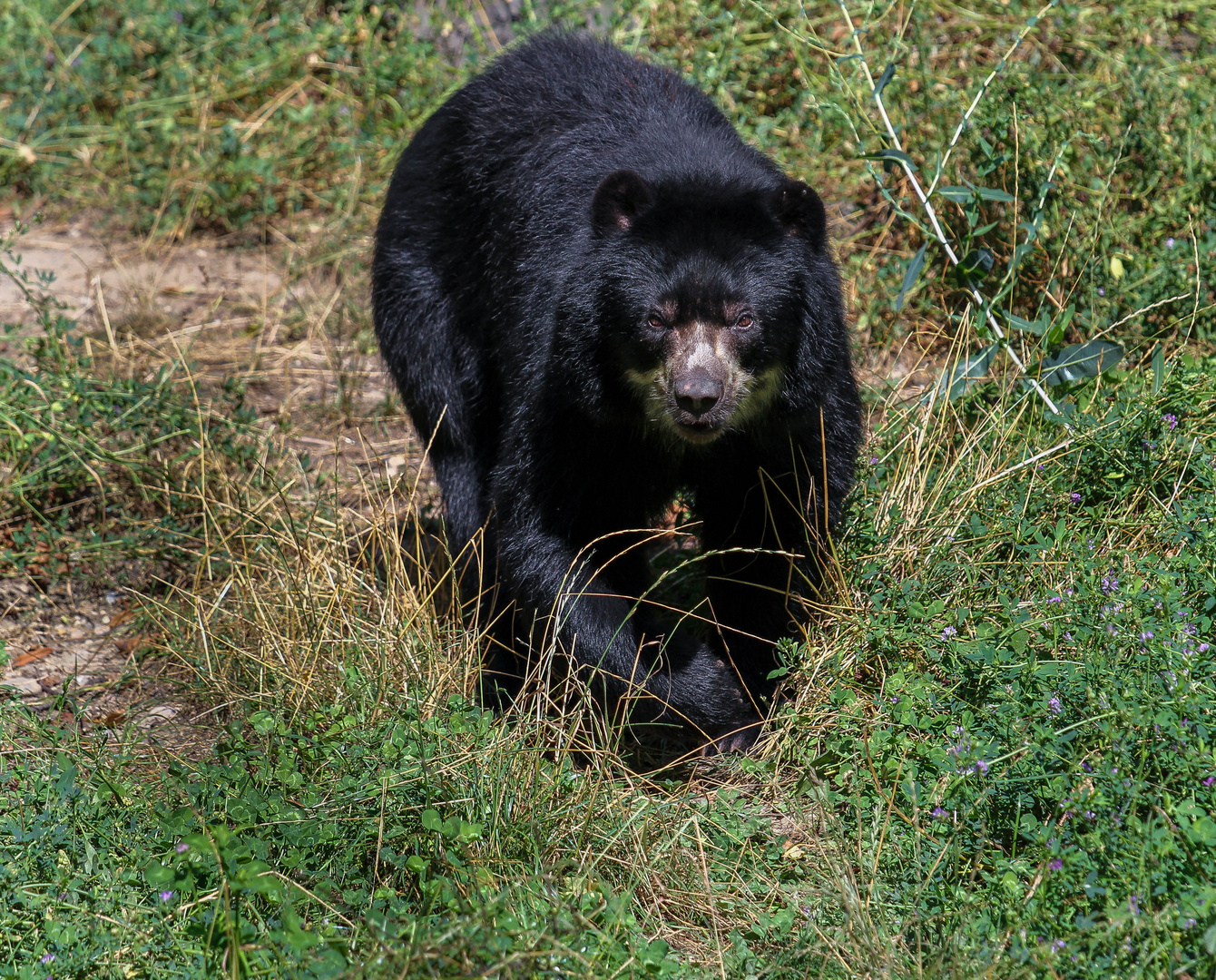 Der Schwarzbär