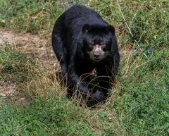 Der Schwarzbär