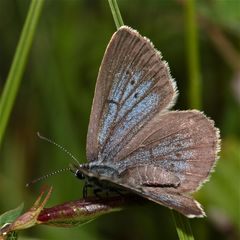 Der SCHWARZBLAUE BLÄULING - MACULINEA NAUSITHOUS, ein Männchen