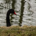 Der Schwarze