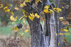 Der schwarze Apfel