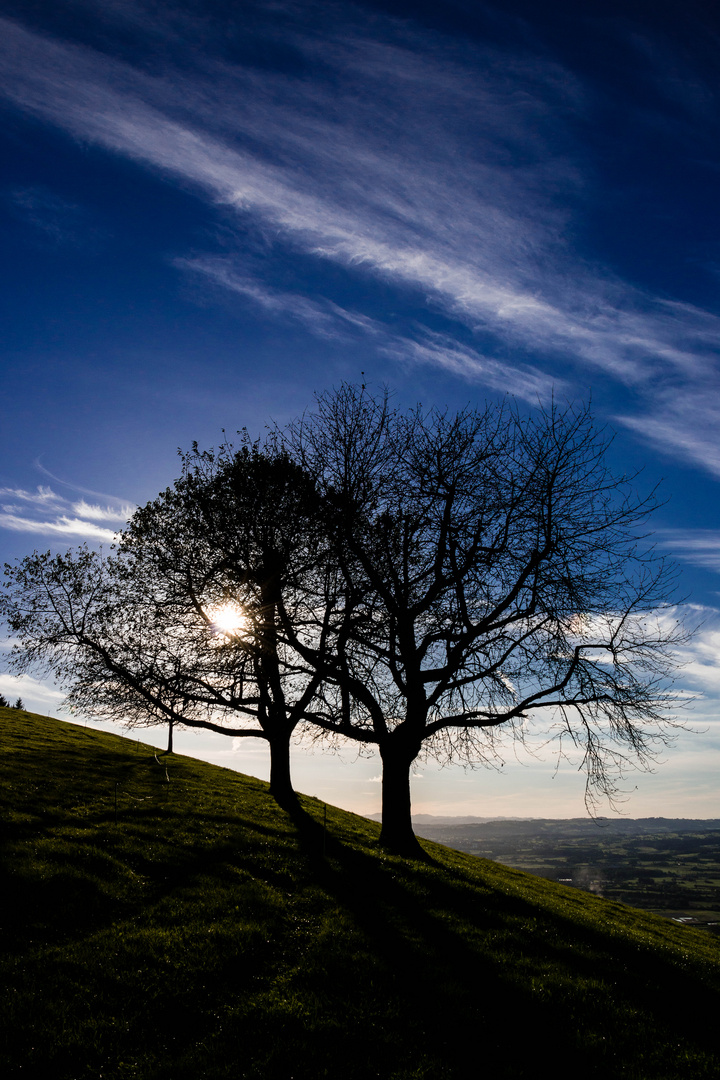 Der schwarze Apfelbaum