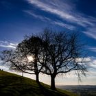 Der schwarze Apfelbaum