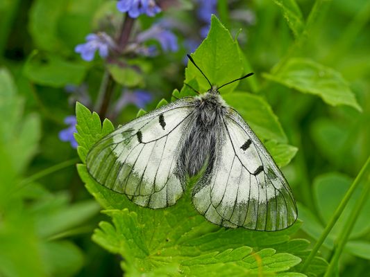  Der Schwarze Apollo (Parnassius mnemosyne) geniesst die ersten Sonnenstrahlen!