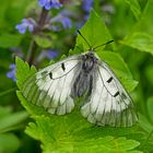  Der Schwarze Apollo (Parnassius mnemosyne) geniesst die ersten Sonnenstrahlen!