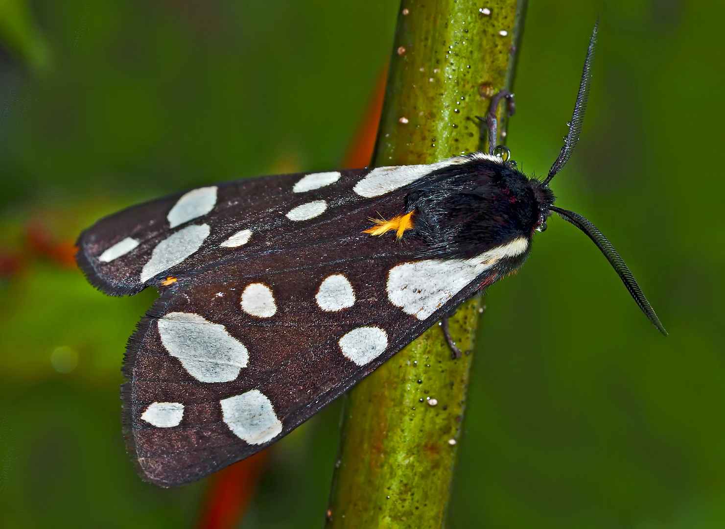 Der Schwarze Bär (Arctia villica) - L'Ecaille fermière, un papillon de nuit.