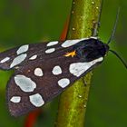 Der Schwarze Bär (Arctia villica) - L'Ecaille fermière, un papillon de nuit.