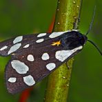 Der Schwarze Bär (Arctia villica) - L'Ecaille fermière, un papillon de nuit.