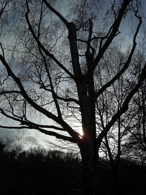 Der schwarze Baum