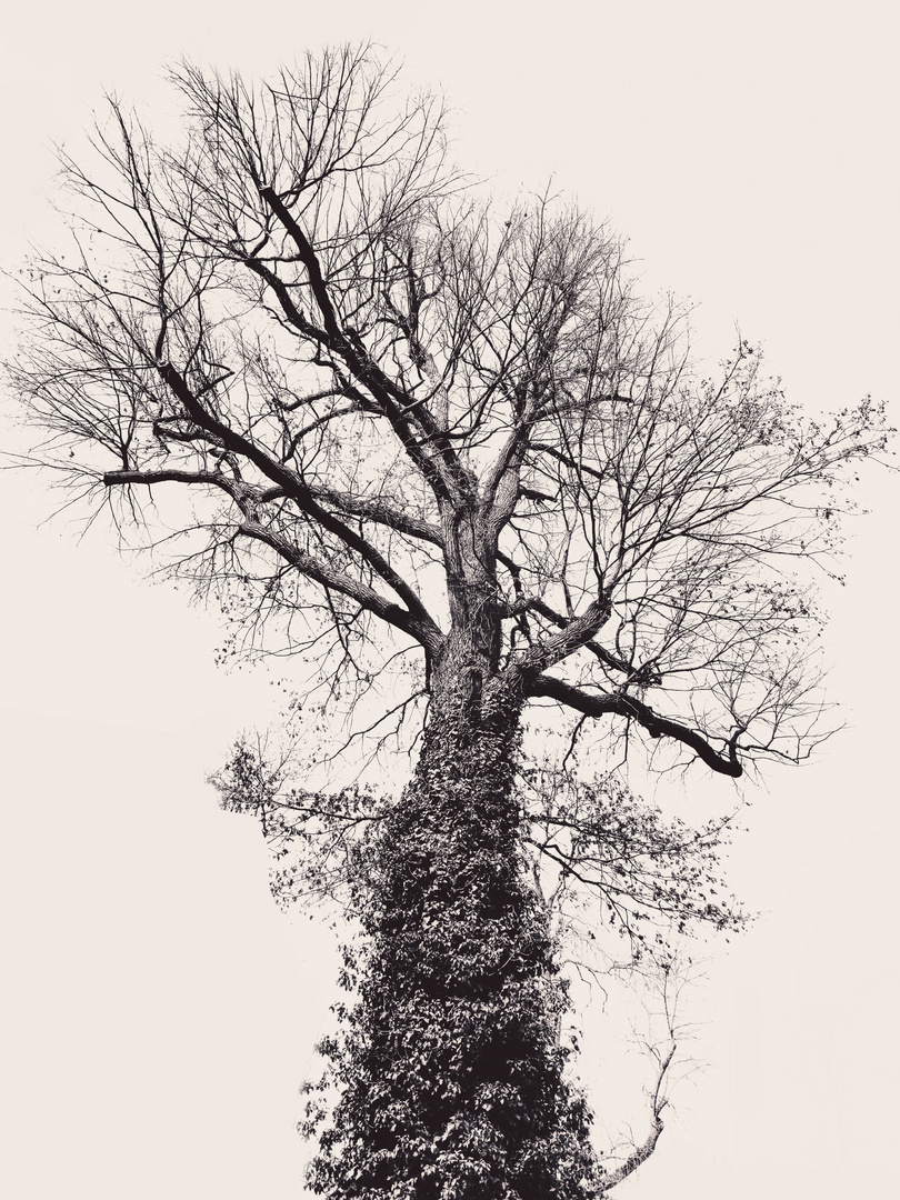 Der schwarze Baum