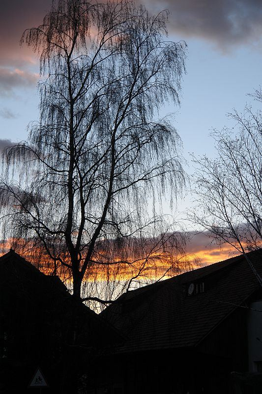 Der schwarze Baum