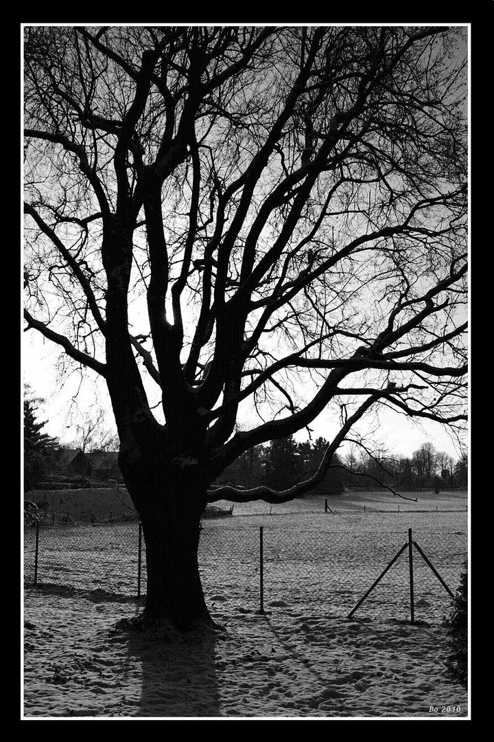 Der schwarze Baum