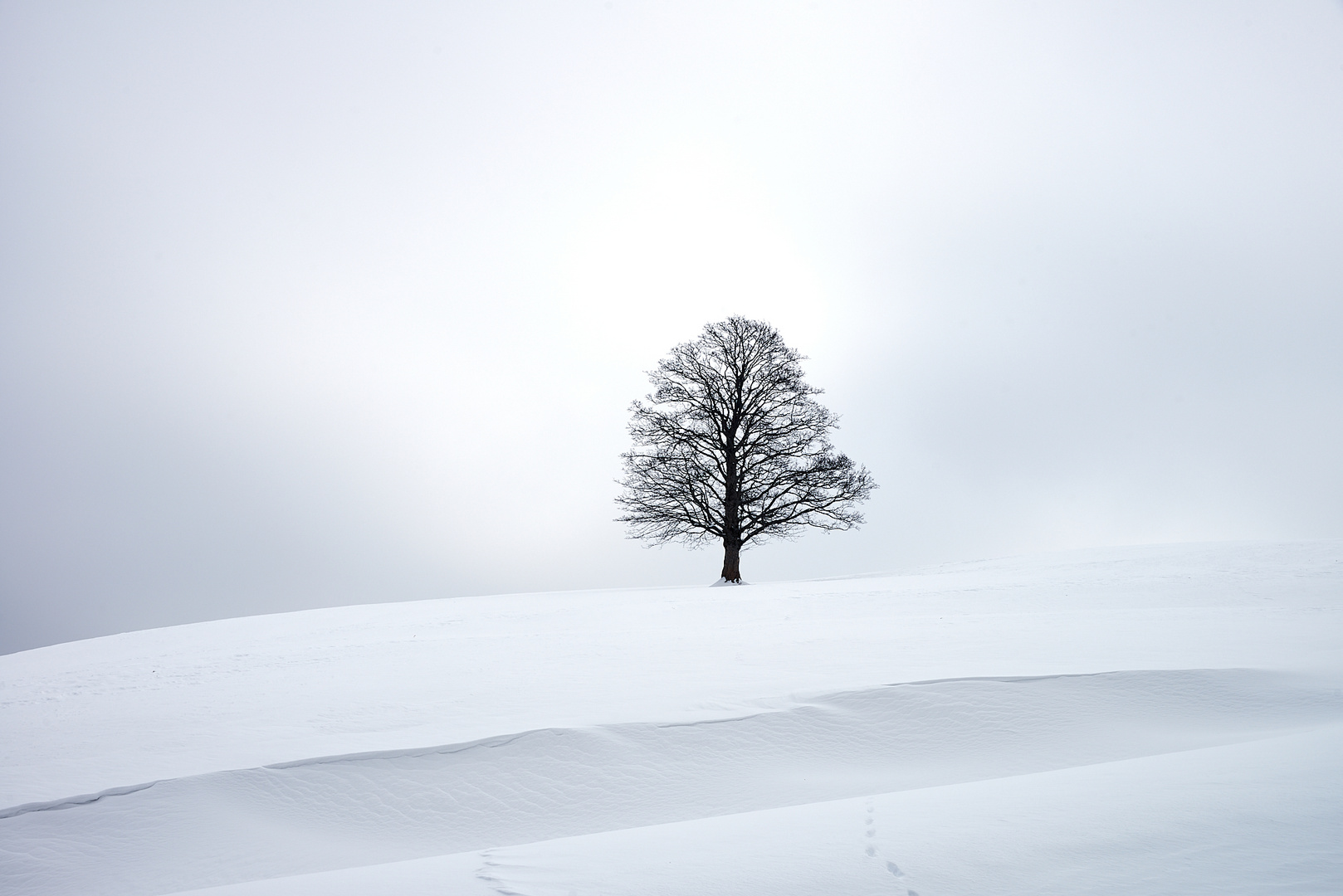 DER SCHWARZE BAUM IN WEISS