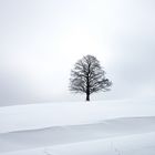 DER SCHWARZE BAUM IN WEISS