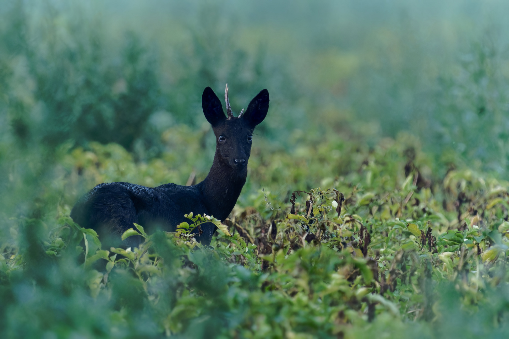 Der schwarze Bock