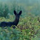 Der schwarze Bock